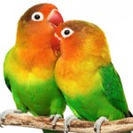 Ptice i papagaji